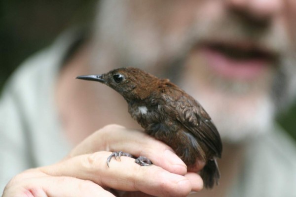 Científicos exploran la biodiversidad del Cusuco