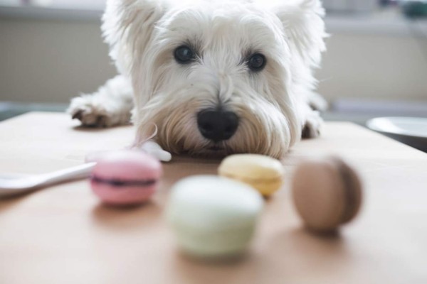 El sueño hecho realidad de un perro que ama las pelotas