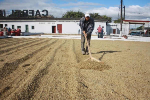 Cae en 4.8% la exportación de café de nueve países latinoamericanos
