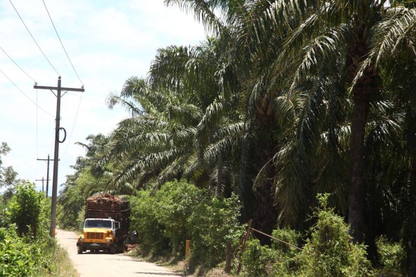 Honduras: La Lima, el corazón del valle de sula