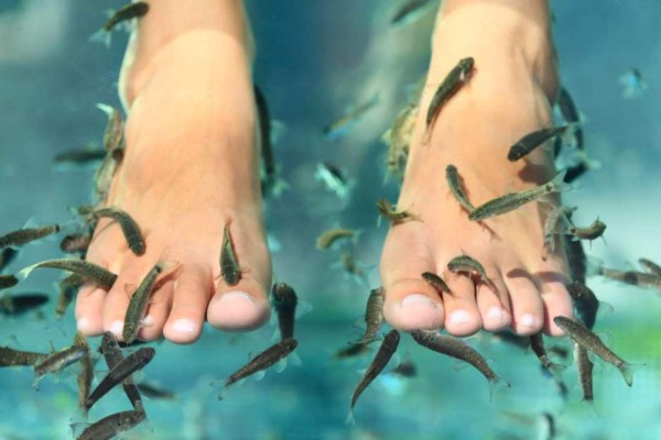 Una turista se sometió a una pedicura con peces y terminó de la peor manera