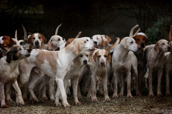 Científicos afirman que los perros son una amenaza para el planeta ¿Por qué?