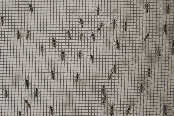 Mosquitos transgénicos, flamante producto en Brasil contra el dengue