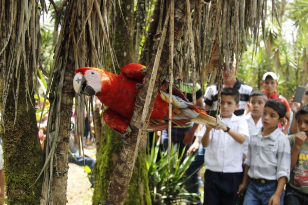 Algarabía en Copán tras liberación de 12 guaras rojas