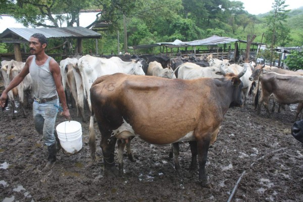 Falta de censo ganadero facilita especular con abasto de carne