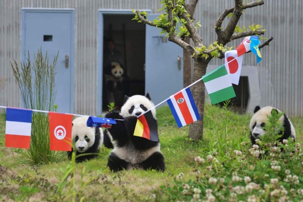 This photo taken on June 10, 2018 shows pandas playing with national flags in their enclosure at the Shenshuping Base of the China Conservation and Research Centre for the Giant Panda in Wenchuan in China's southwestern Sichuan province, to mark the Russia 2018 World Cup. / AFP PHOTO / - / China OUT