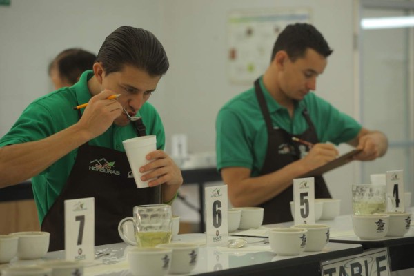 Compradores de 12 países ofertarán por el café de calidad hondureño
