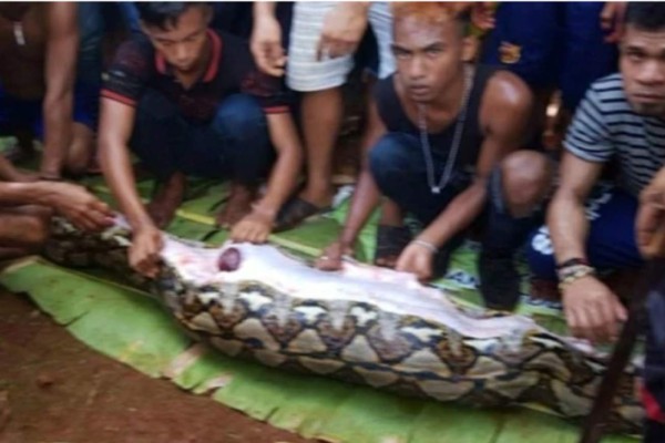 VIDEO: La buscaban desesperadamente y la encontraron dentro de una serpiente