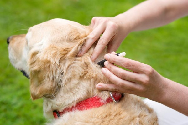 person removing a dog tick