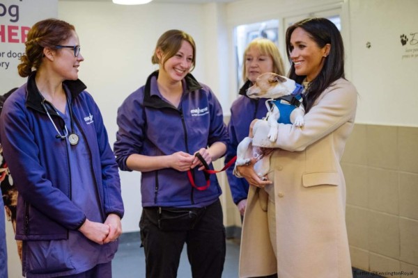 Meghan Markle ayuda a un perrito sin hogar a encontrar una familia