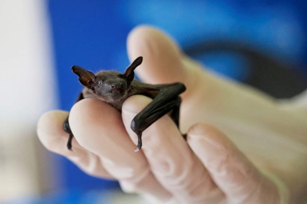 Científicos descubren un virus muy similar al del covid-19 en murciélagos de Laos
