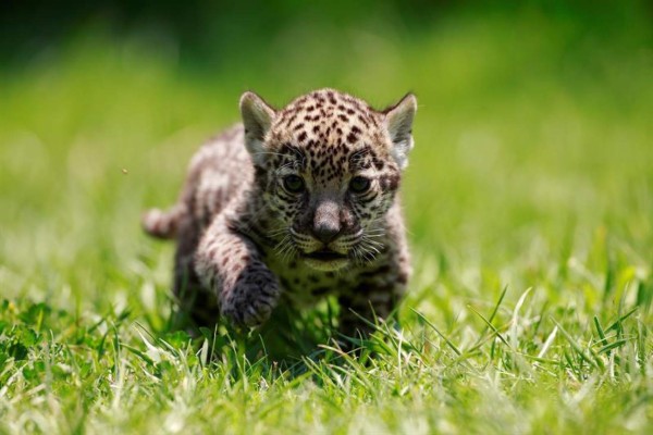 Presentan nuevo plan de conservación para salvar al jaguar