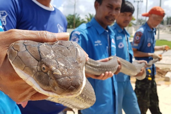 Cobra rey de cuatro metros capturada en una alcantarilla en Tailandia