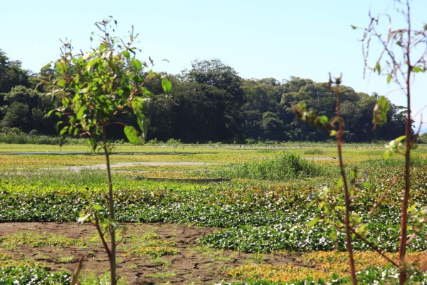 Laguna de Jucutuma, otro problema ambiental grave