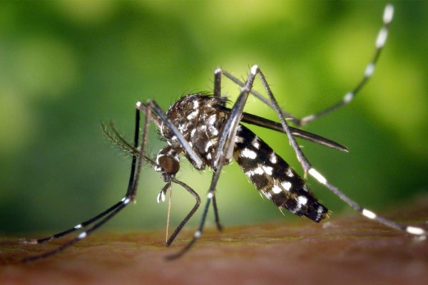 Confirman la primera muerte por virus del Zika en Brasil