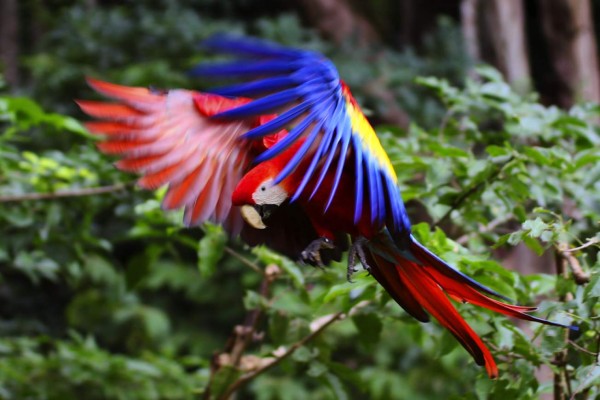 Primera liberación de guacamaya roja hondureña fuera del parque maya de Copán