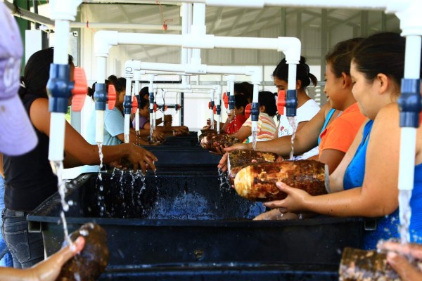 Malanga hondureña se afianza en el mercado extranjero