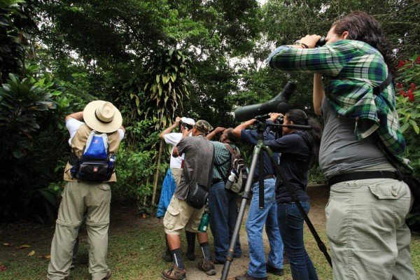 Hermosas especies de aves en Honduras