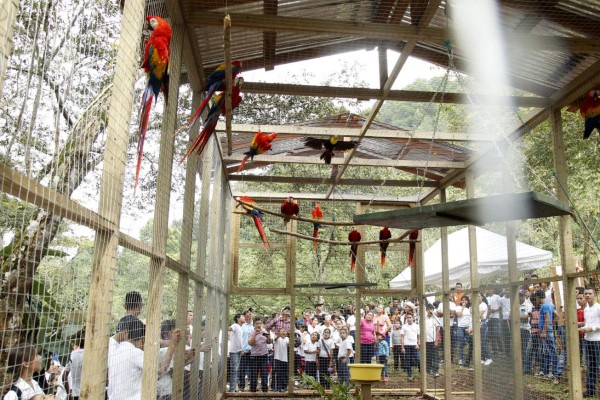 Algarabía en Copán tras liberación de 12 guaras rojas