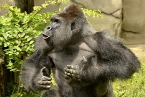 Madre del niño salvado de gorila responde ante cuestionamientos