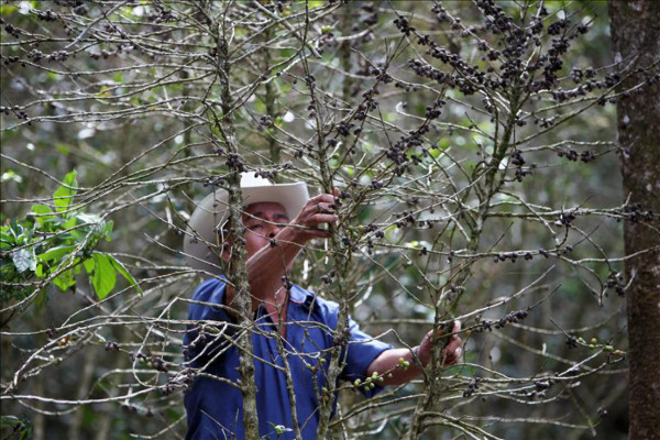 Al menos 788,6 millones de dólares necesita Honduras para renovar cafetales