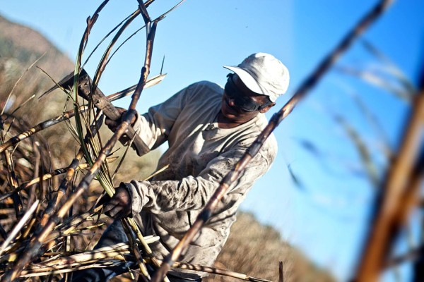 MH CaÃ±a. Industria del azÃºcar se prepara para Ã©poca de mayor producciÃ³n Este aÃ±o las empresas dedicadas al rubro esperan producir 11.5 millones de quintales y generar 100 millones de dÃ³lares en divisas. En la zona sur se generarÃ¡n unos 8,000 empleos 11 Nov 2013