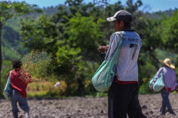 En un 7% crecerá la producción de arroz de Honduras para 2016