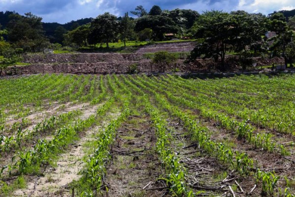 Hermosos cultivos puede apreciarse en este lindo paraje.