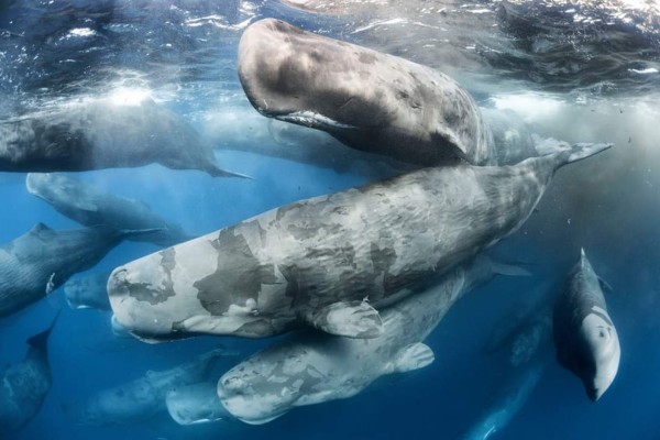 Premio a las mejores fotos de la naturaleza