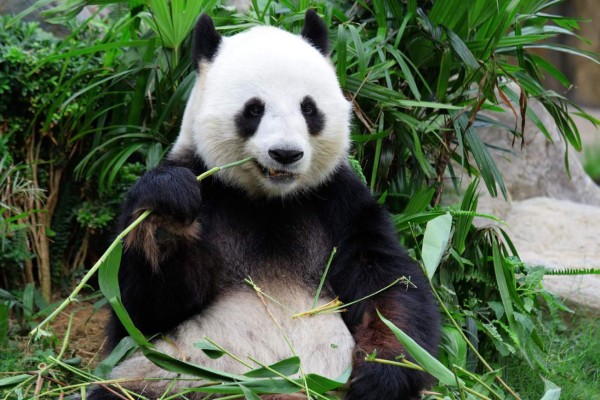 El verdadero Kung-Fu Panda vive en China