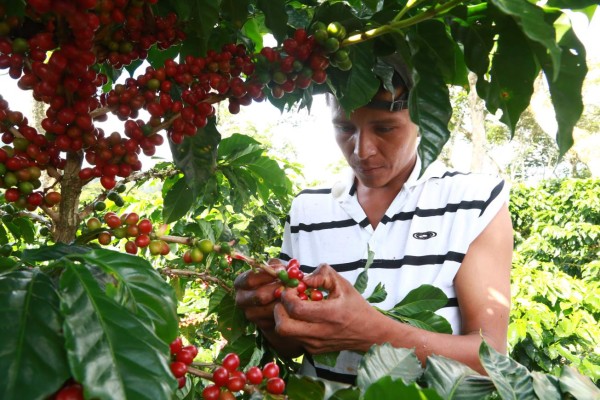 Con café certificado productores buscan contrarrestar caída de precios