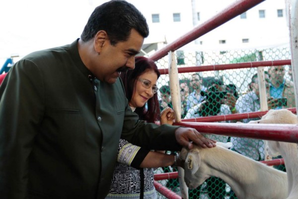 Video: Maduro pide apoyo a unas vacas para la constituyente