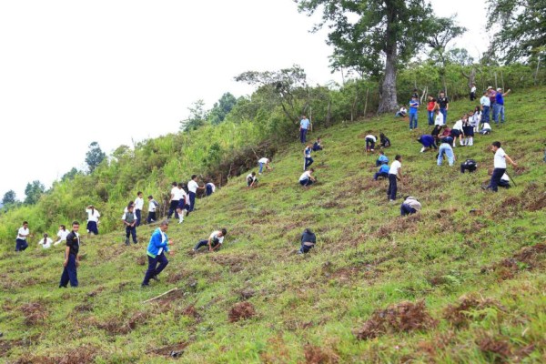 Jóvenes se unen para reforestar San Pedro Sula