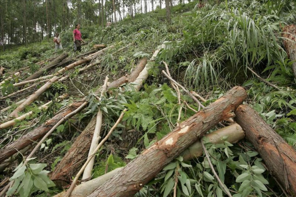 Tráfico de drogas amenaza la selva de Centroamérica, dice informe