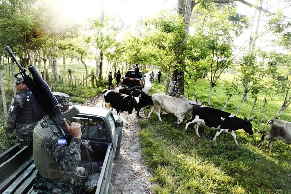 Reducen el tráfico ilegal de ganado en Honduras