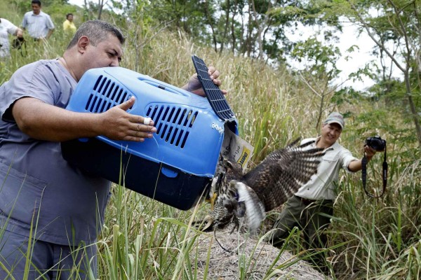 Funapa devuelve a su hábitat a 17 animales