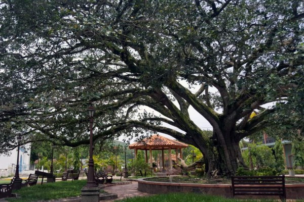 Cae legendario árbol donde impartían clase 'Los brujos de Ilamatepeque', según pobladores