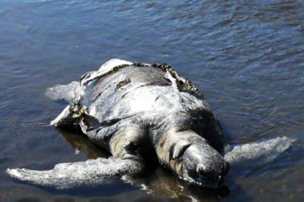 El Salvador registra nuevas muertes de tortugas marinas en sus costas  