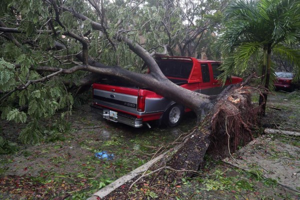 Irma arranca de raíz cientos de árboles en Miami