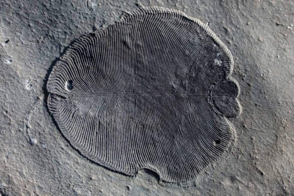 Confirman que el 'Dickinsonia' es el animal más antiguo de la tierra