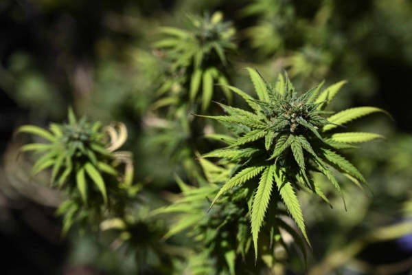 View of a Cannabis plant at the house of Valeria Rivera -a member of the self-managing NGO Mama cultiva (Mom grows)- in Buenos Aires on November 19, 2020. - Argentina legalised the self-cultivation of cannabis for medicinal use and the sales of therapeutic oils in pharmacies, through a decree published on the official journal on November 12, 2020. (Photo by JUAN MABROMATA / AFP)