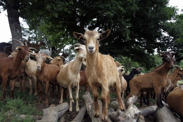 Las cabras prefieren a la gente sonriente, según estudios