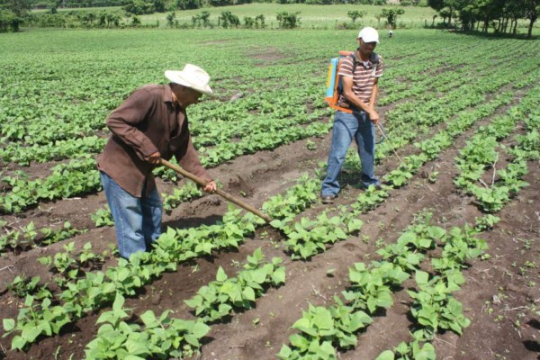 Unión Europea aporta 1.2 millones de euros para familias agricultoras de Honduras   