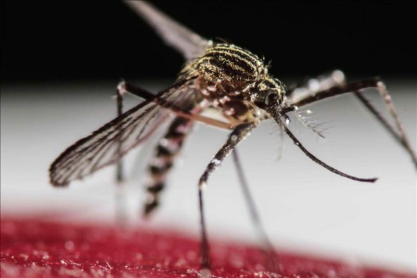 China confirma el primer caso de zika de hombre que viajó a Venezuela