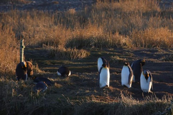 Pingüinos del tamaño del hombre habitaron en la prehistoria en Nueva Zelanda