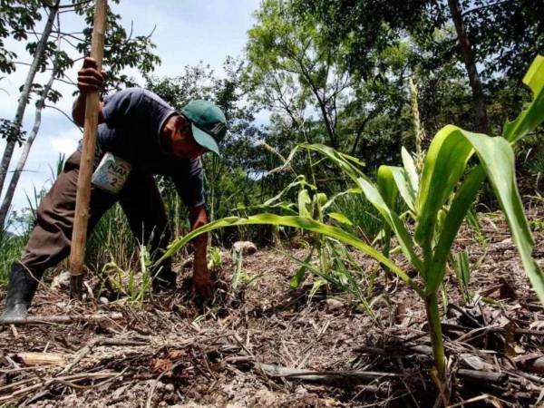 La falta de precipitaciones durante la siembra de primera ha reducido la disponibilidad de agua necesaria para mantener los cultivos.