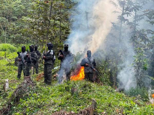 Más de 20 mil arbustos de hoja de coca fueron erradicados por las autoridades en dos operaciones ejecutadas en zonas montañosas de Olanchito, Yoro.