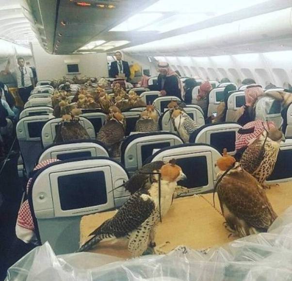 Otro príncipe saudí no dudar en comprar un boleto de avión para 80 de sus halcones, una 'mascota' muy común en las familias reales de los países árabes.