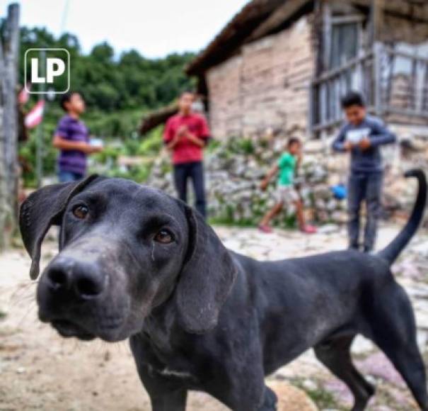 Mientras los niños disfrutaban de juegos entre sí, un perro decidió ver el lente de la cámara.