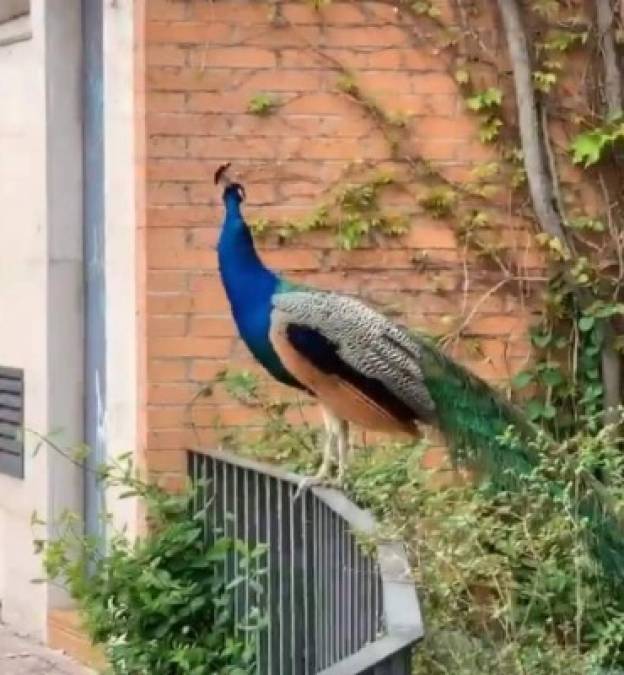 Un vecino de Madrid pudo fotografíar a este pavo salvaje.